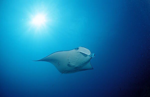 Manta