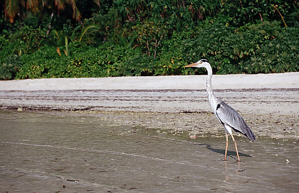 Grey Heron near Maldive Island