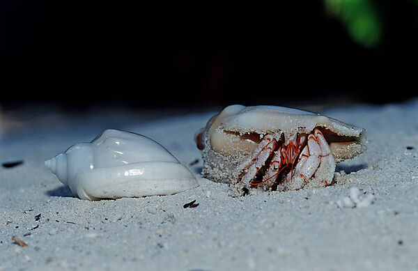 Einsiedlerkrebs am Strand
