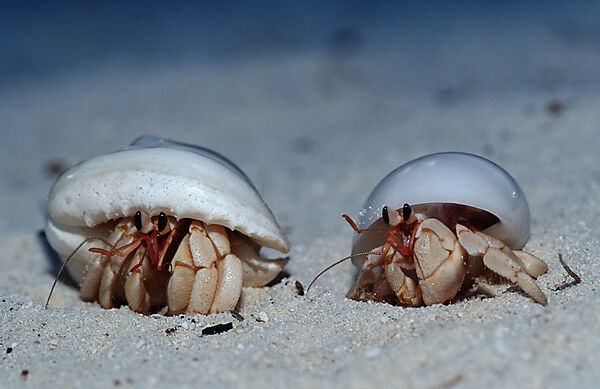 Einsiedlerkrebse am Strand