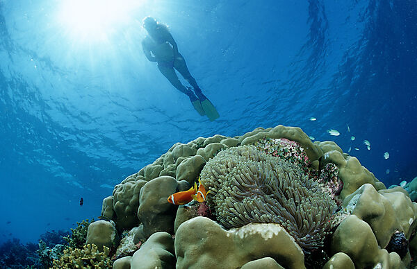 Snorkeling over Croal Reef an Anemone Fishes