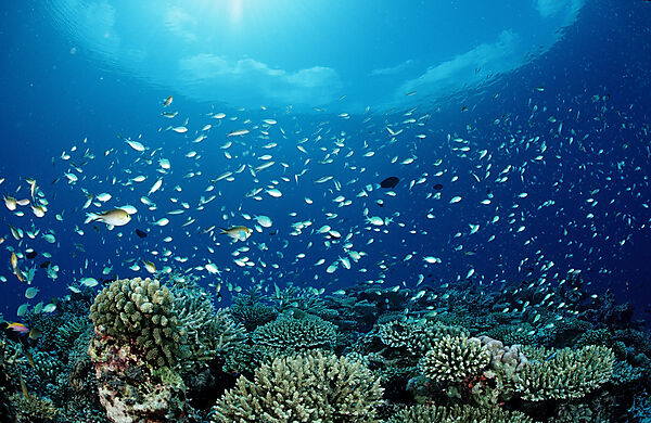 Korallenfische Chromis am Riff