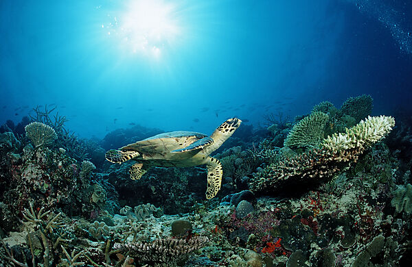 Hawksbill Turtle over Coral Reef