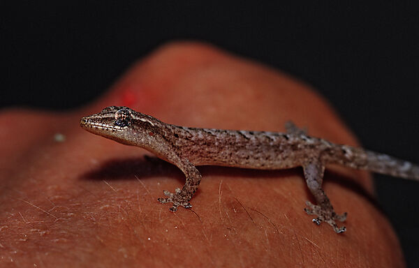 Mauergecko