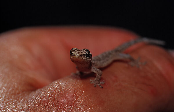 Mauergecko