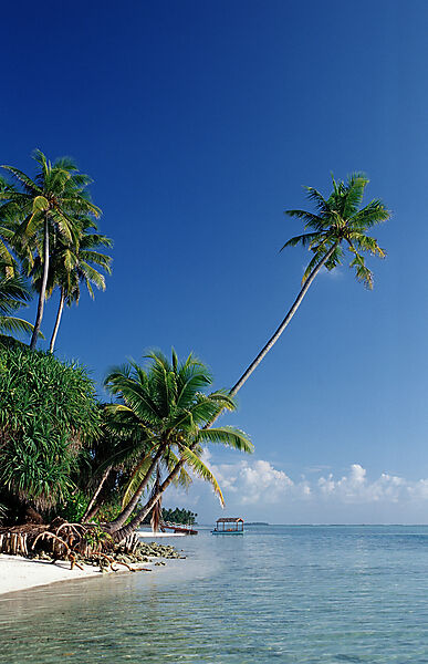 Beach with Palm Trees