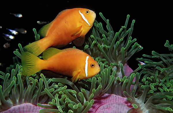 Maldive Anemonefish, endemic