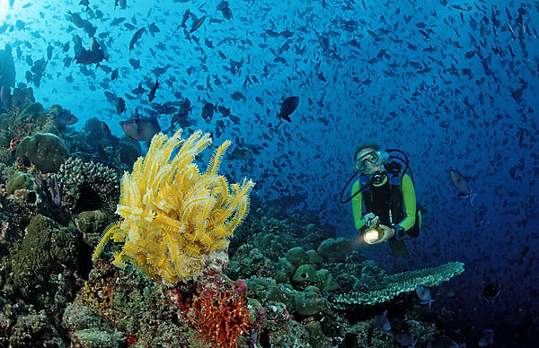 Taucher mit gelbem Federstern und Schwarm Rotzahn-Drueckerfische
