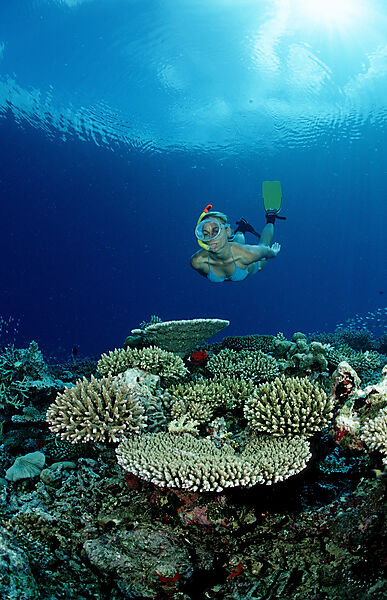 Coral Reef and Skin Diver