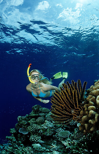 Coral Reef and Skin Diver