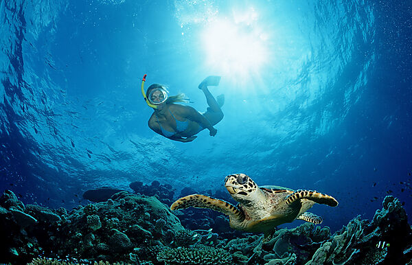 Hawksbill Turtle and Skin Diver