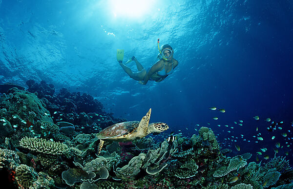 Hawksbill Turtle and Skin Diver