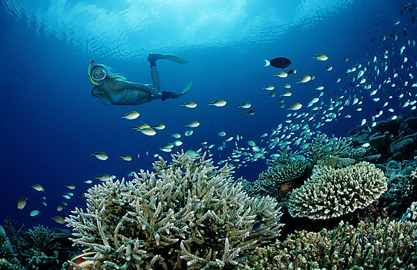 Coral Reef and Skin Diver