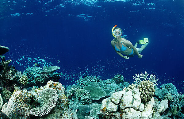 Coral Reef and Skin Diver