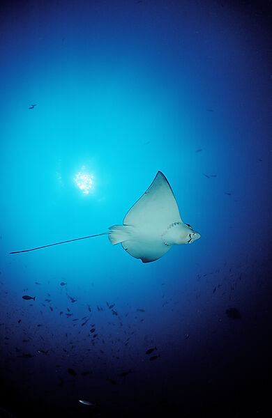spotted Eagle Ray