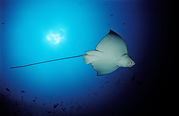 spotted Eagle Ray