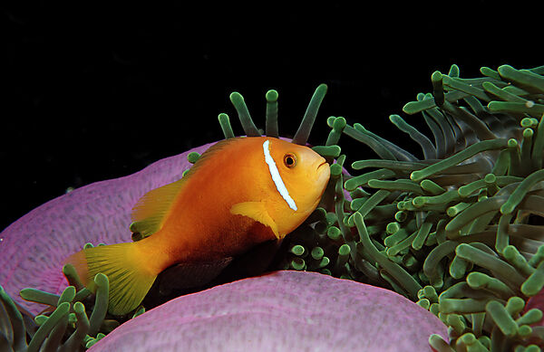 Maldive Anemonefish, endemic