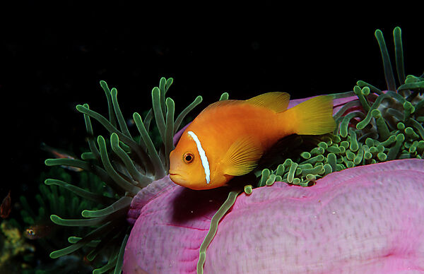 Maldive Anemonefish, endemic