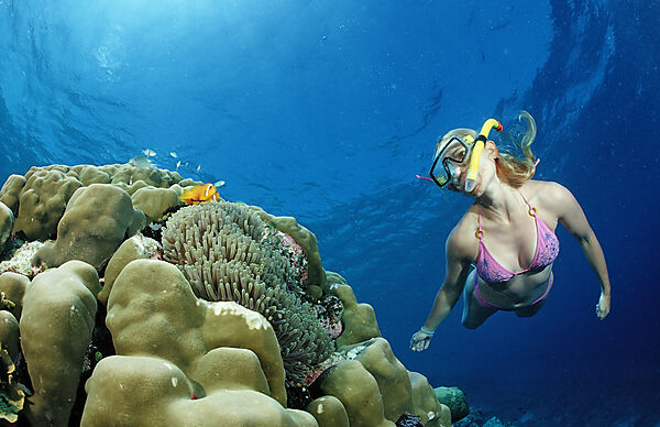 Maldive Anemonefishes and Snorkeler