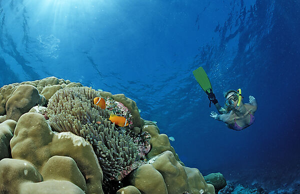 Maldive Anemonefishes and Snorkeler