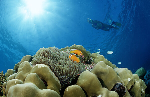 Maldive Anemonefishes and Snorkeler