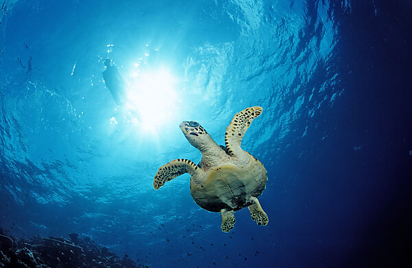 Echte Karettschildkroete