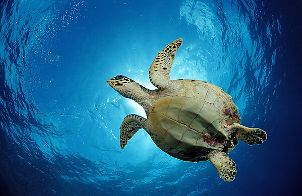 Hawksbill Turtle