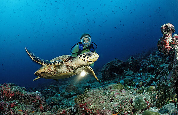 Hawksbill Turtle and Diver