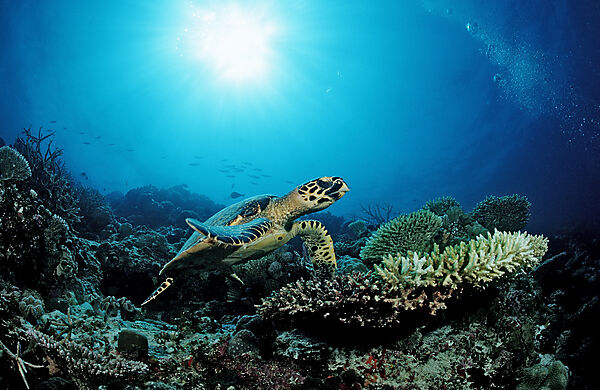 Hawksbill Turtle