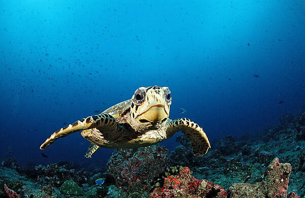 Hawksbill Turtle