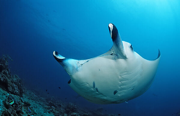 Manta