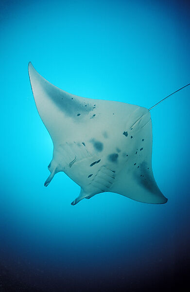 Manta