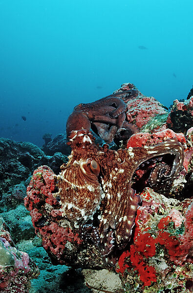 Two Indo-Pacific Day-Octopus mating
