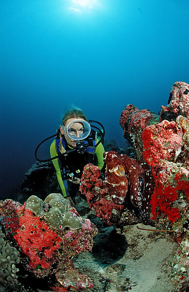 Indo-Pacific Day-Octopus and Diver