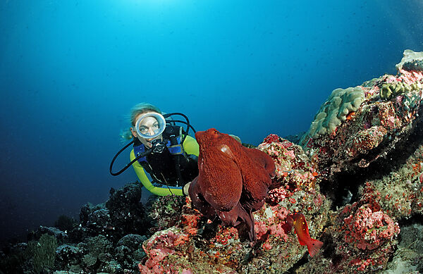 Indo-Pacific Day-Octopus and Diver