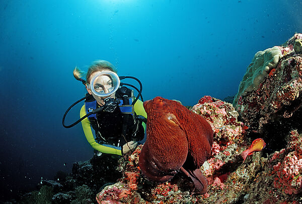 Indo-Pacific Day-Octopus and Diver