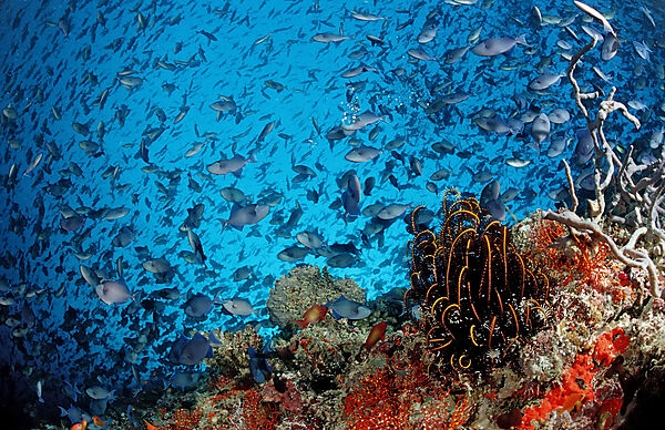 Coral Reef with giant Shoal of Redtooth Triggerfishes