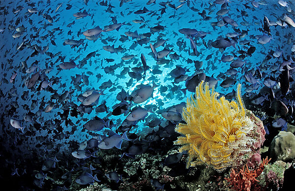 Shoal of Redtooth Triggerfishes adn yellow Crinoid