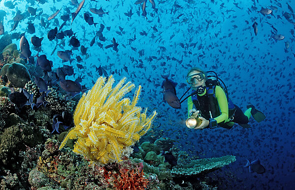 Diver and yellow Crinoid and Redtooth Triggerfishes