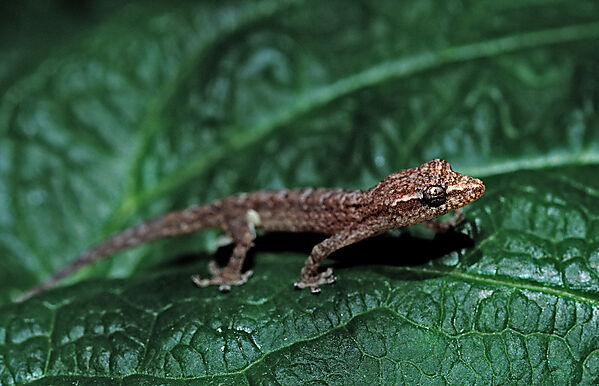 Mauergecko