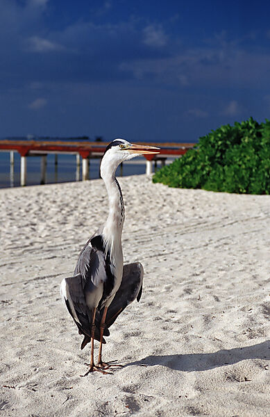 Graureiher am Strand