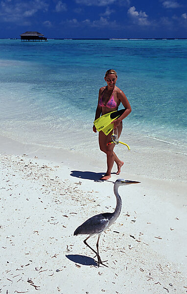 Graureiher und Touristin am Strand