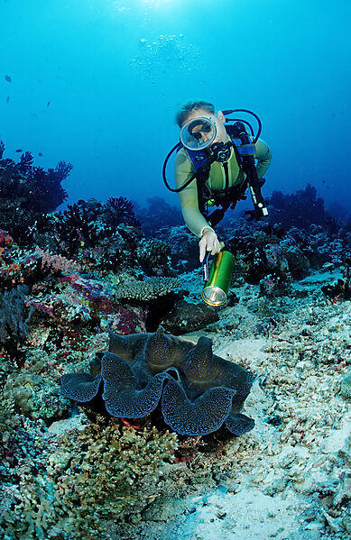 Diver and Giant Clam