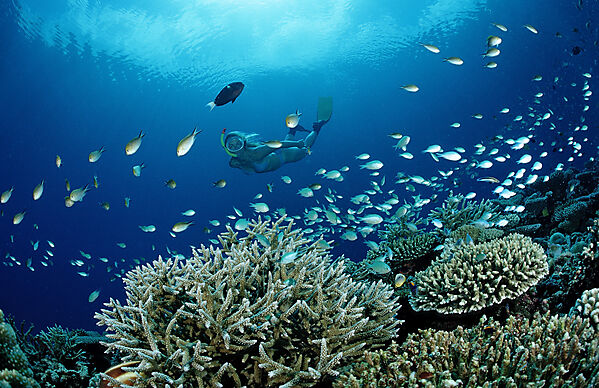 Korallenriff mit Chromis und Schnorchler