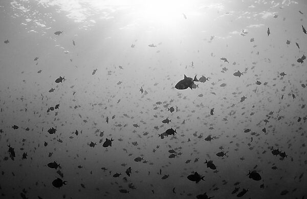 Schwarm Rotzahn-Drueckerfische