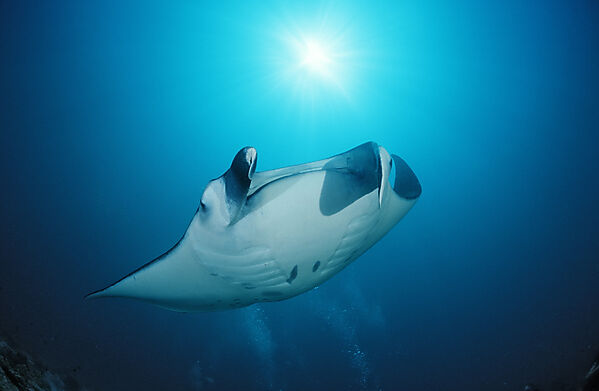 Manta