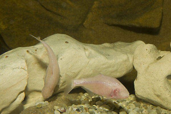 Blind cavefish