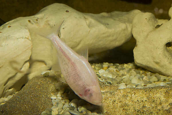 Blind cavefish