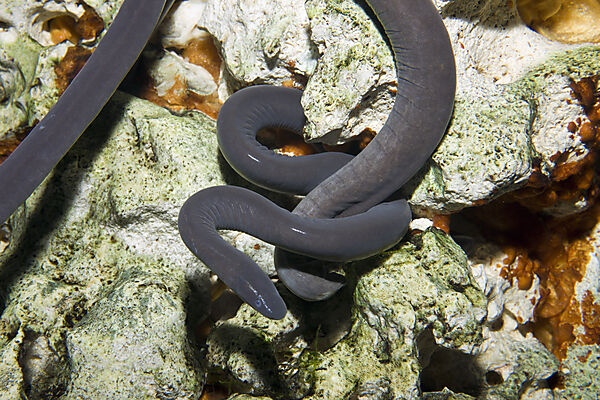 Plattschwanzschwimmwuehle