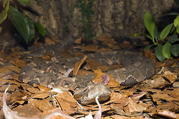 Gaboon Viper